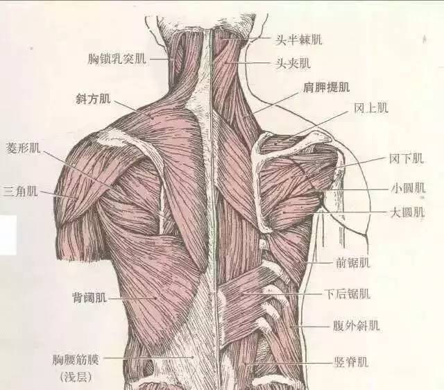 肩部肌肉图分布图片