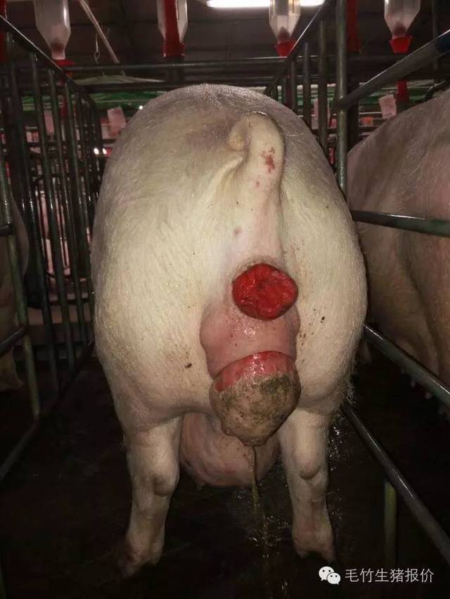 母猪流产图片