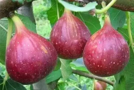 無花果&紅心番石榴無花果&紅心番石榴麻涌年底最新一輪生鮮水果採摘