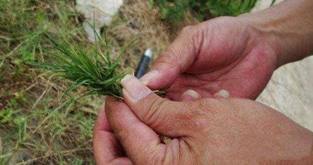 草钓草鱼怎样挂草图片图片