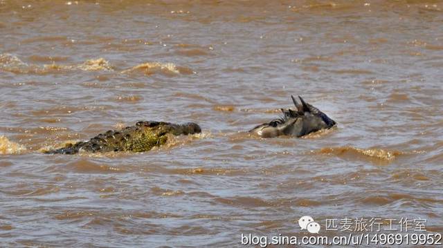 这只年幼的角马被冲到河的下流 ,落入鳄鱼口(这只鳄鱼身长超过4m)