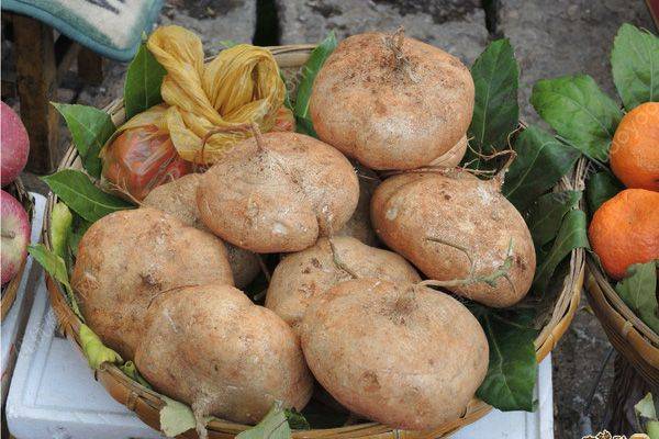 地瓜又称凉薯或者豆薯,是南方常见的一种植物,其果实是植物的块根部分