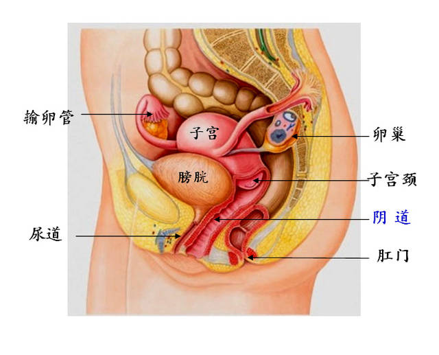 搜狐名医│谭先杰:女人私处健康,你不知道的秘密