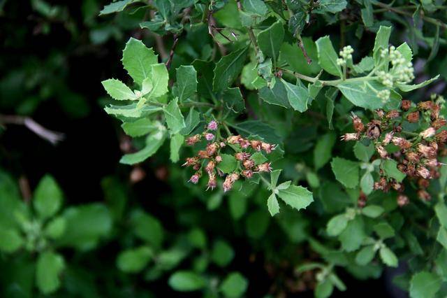 阔苞菊丨海滨内陆两相宜,繁花点点独自开