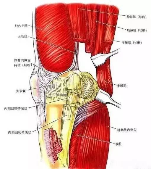 圖4:膝關節內面觀,第一層 外側觀 膝關節外側支持結構也可分為三 