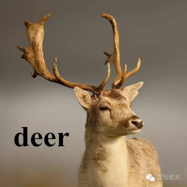 deer 鹿