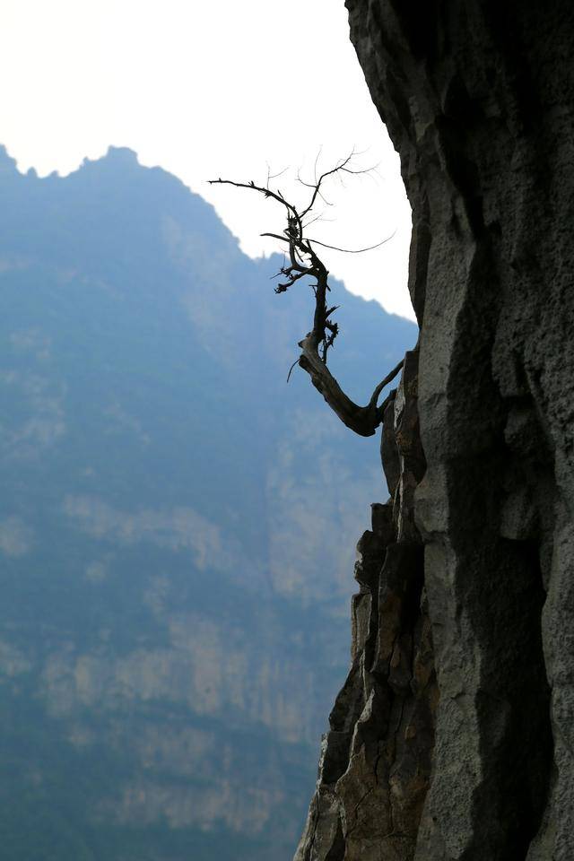 人吊在悬崖树上的图片图片