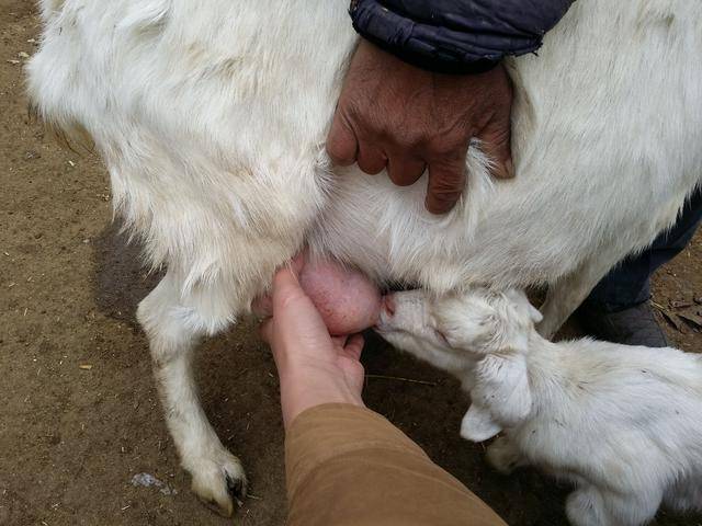 母羊生三只羊羔,奶水不够小家伙吃,找羊姨借奶吃