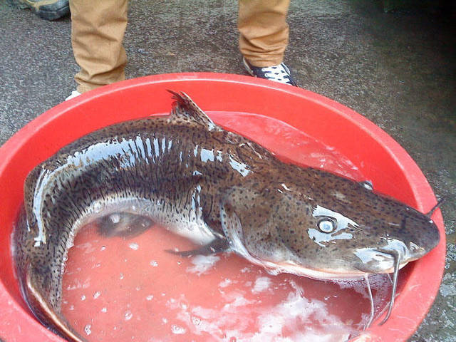 江里钓上一条33斤大鱼,疑似虎皮鸭嘴鱼
