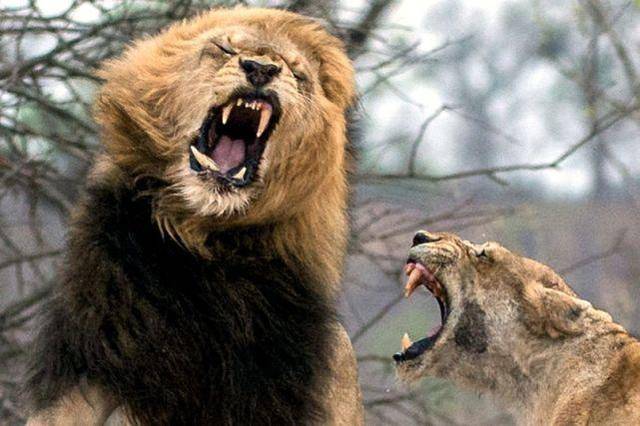 狮子叔叔企图诱拐小狮被妈妈撞见当场遭爆打_手机搜狐网