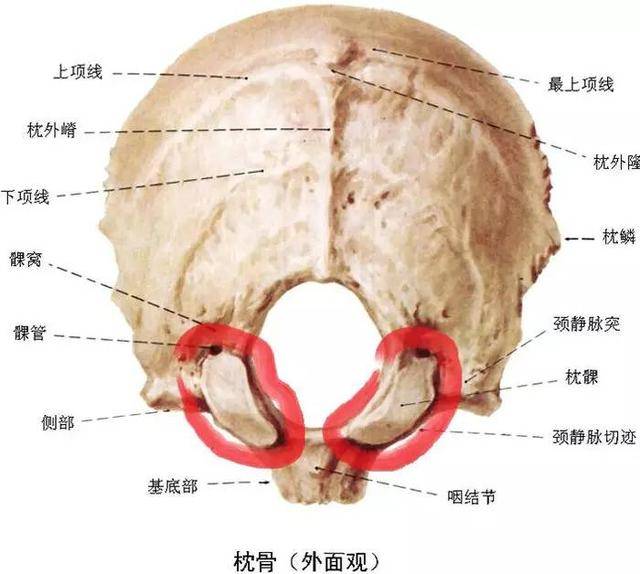 枕骨大孔解剖图图片