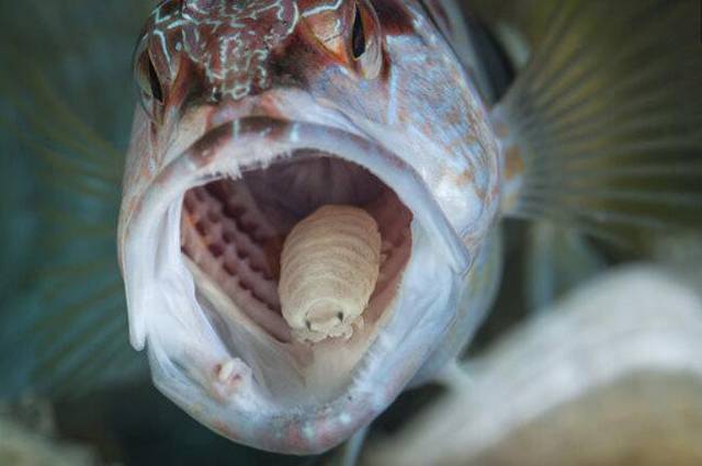 图为寄生在鱼类口腔内的缩头鱼虱 平台声明
