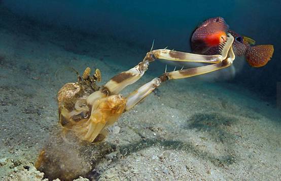 而另一种锤击形螳螂虾,它们的前肢是这样的