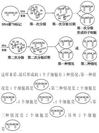 易错点一:有丝分裂过程与dna的复制