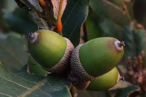 义乌人把一些壳斗科植物的果子统称为"择子—你肯定吃过择子豆腐.