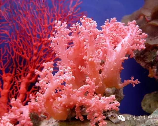 珊瑚种类大全图解图片