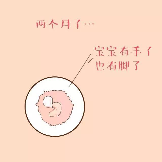 超全|胎兒0-10個月的成長曆程