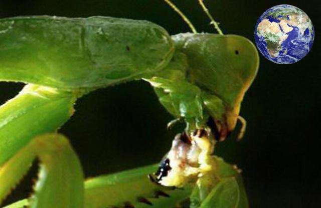 世界上体型最大的螳螂,双臂似镰刀能捕杀