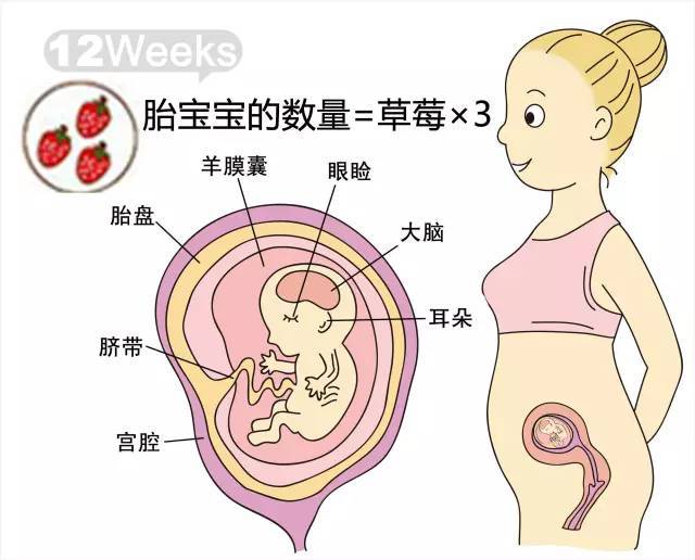 胎儿十二周发育图图片