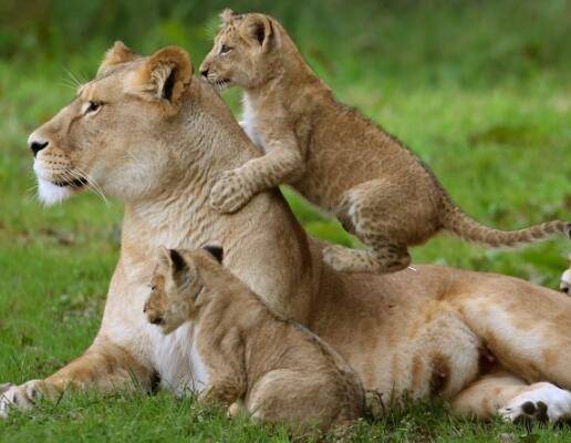 第一次当妈妈的母狮,面对小狮子的折磨是这反应!