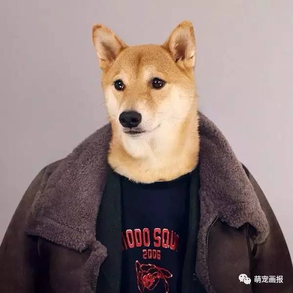 世界上最会穿衣服的柴犬,教你变时尚