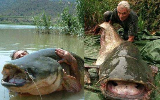 世界五大食人鱼,其中两种已入侵中国!