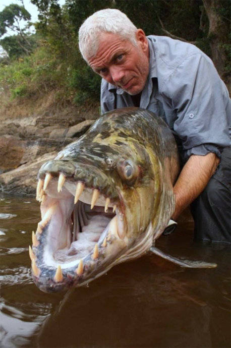 世界上什么鱼最凶猛图片