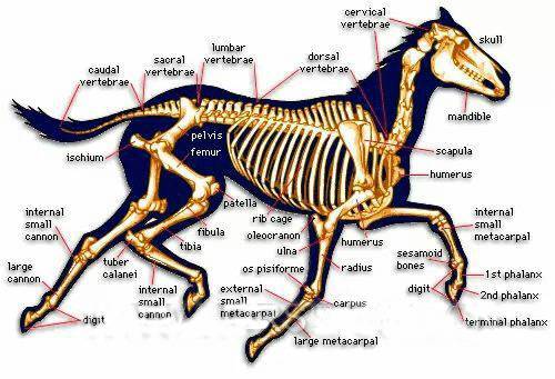 马儿骨骼结构你知多少?