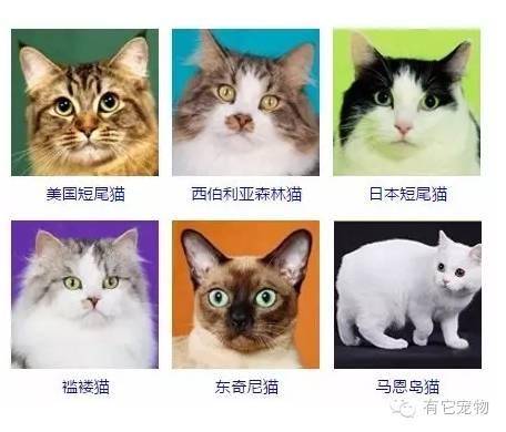 猫咪的种类大全带图图片