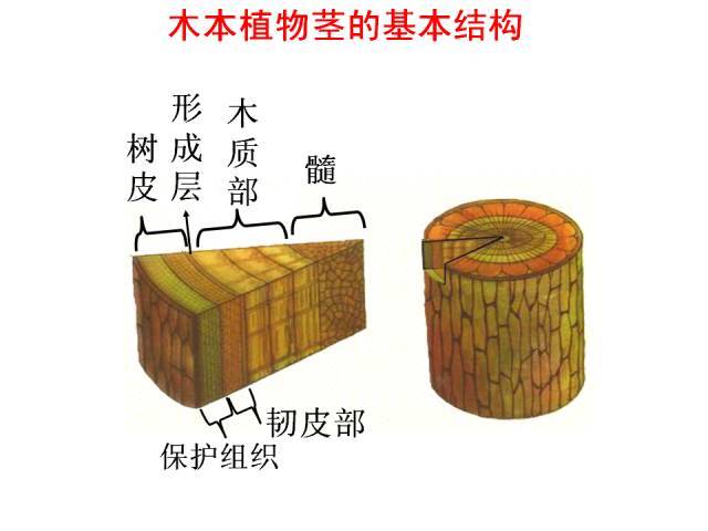 木本植物茎的结构图片