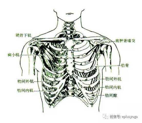 胸小肌止点图片