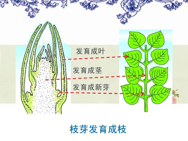 【每日一講】初中生物:枝芽與莖的結構