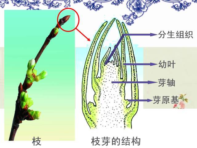 花芽的结构示意图图片