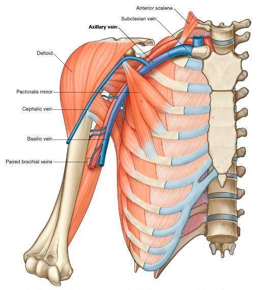 锁骨下静脉解剖示意图图片