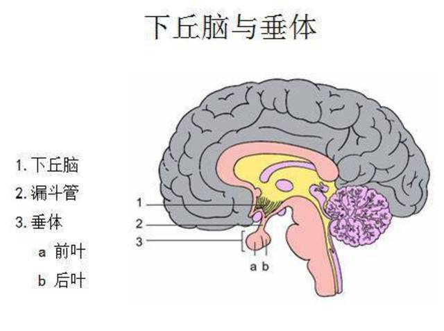 缩宫素之痛你了解多少上