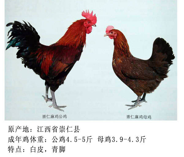 新疆土鸡品种图片