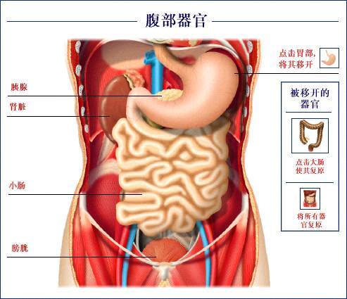 关于胃和胃癌你知道多少