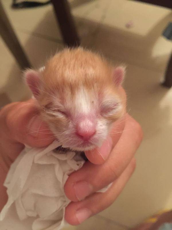 刚出生1天的小猫图片图片
