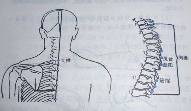 筋缩穴:脊背强急腰背疼痛胃痛癫痫胆囊炎等