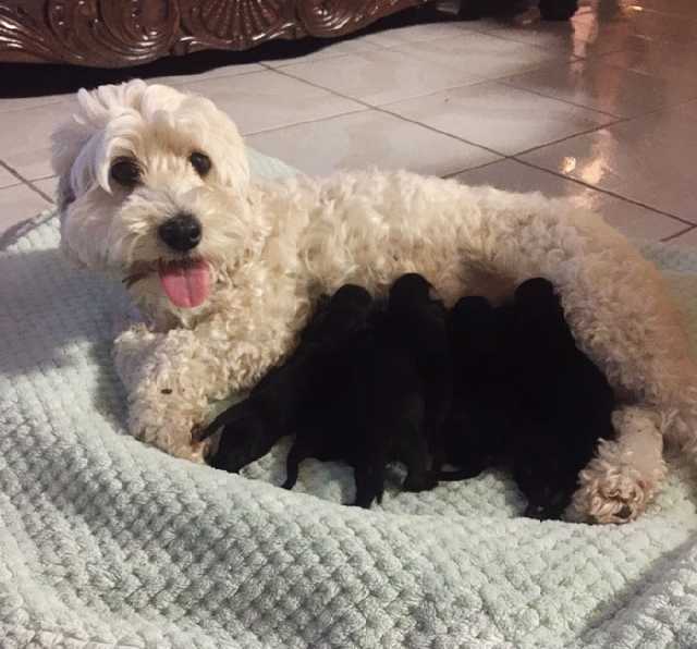 ÐÐ°ÑÑÐ¸Ð½ÐºÐ¸ Ð¿Ð¾ Ð·Ð°Ð¿ÑÐ¾ÑÑ white dog with black puppies
