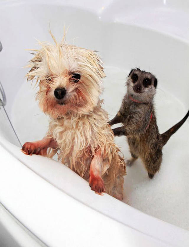 小动物的洗澡方式图片
