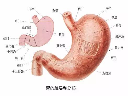 如果你身边有人胃不好