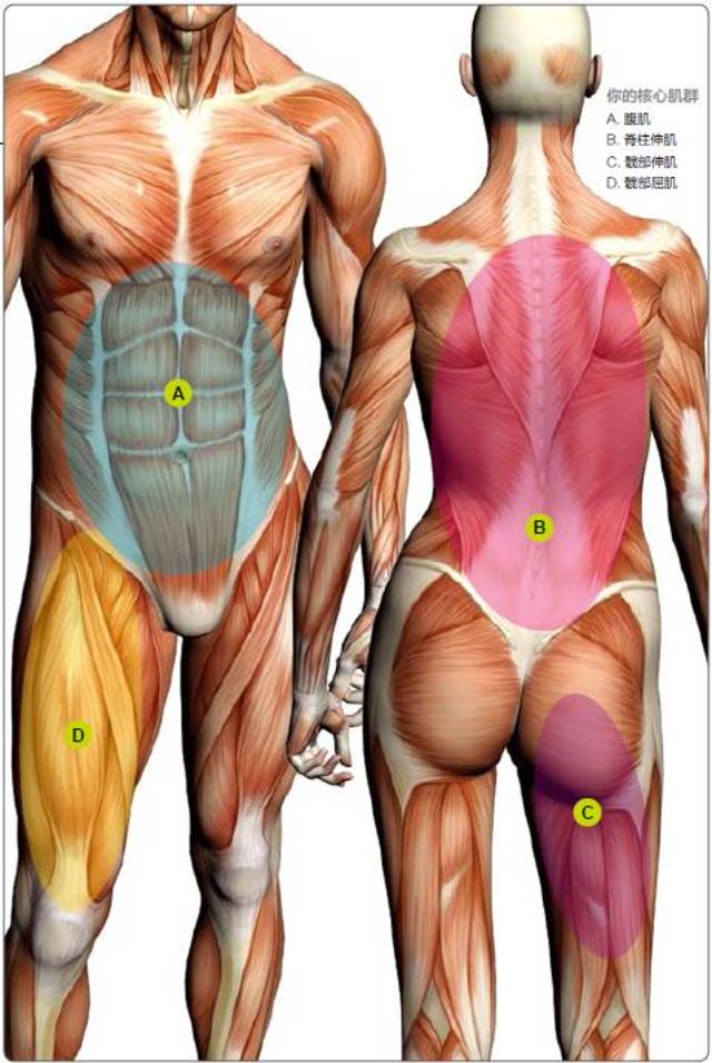 核心肌群深层肌肉图片