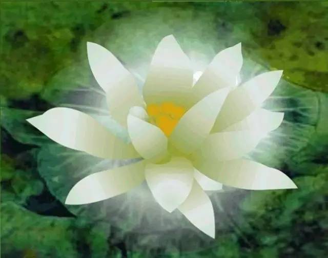 佛教12瓣莲花图片