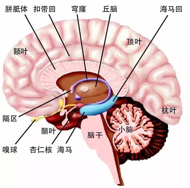 大脑前庭的准确位置图图片