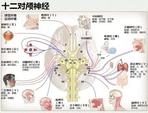 系列视频科普 解密颅神经那些事