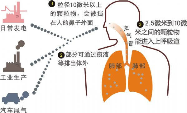 呼吸的全过程图示图片