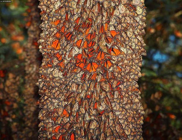 10,帝王蝶 美国最具代表性的昆虫,一种非常美丽的蝴蝶