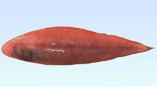 红色舌鳎鱼图片