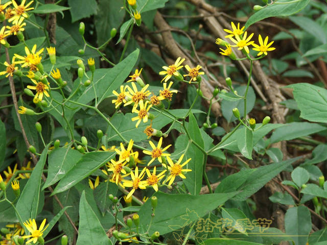 连花清瘟颗粒说明书 新闻_连花清瘟颗粒说明书 新闻_连花清瘟颗粒说明书 新闻